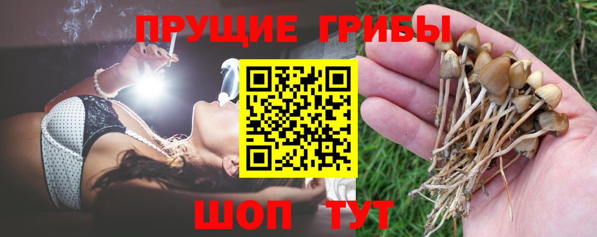 Псилоцибиновые грибы Psilocybe Старая Русса
